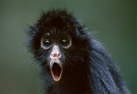 ilanamonkey.jpg