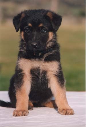 sortamaggiepuppy.jpg